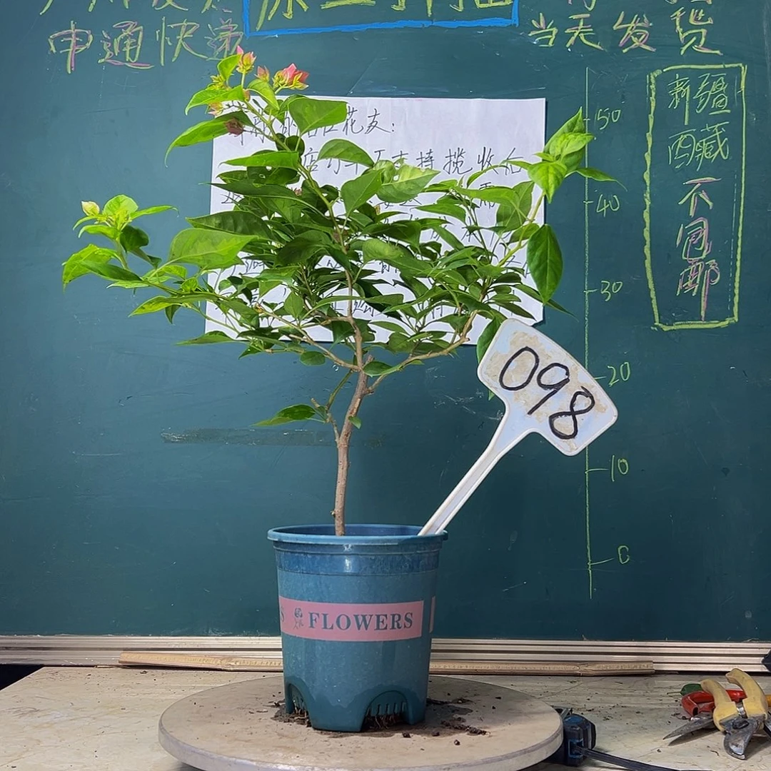 当前无花栽培后可以开花暗斑水晶 098