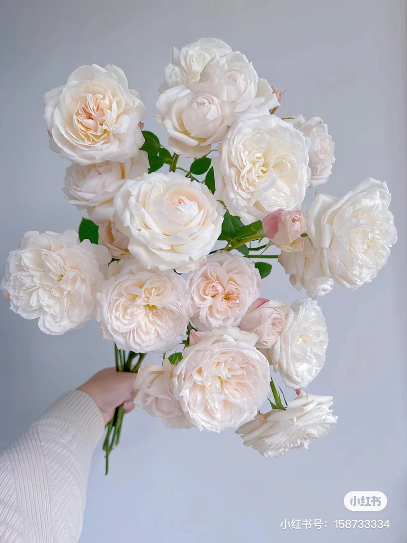 【玫瑰】天才植树 任拍三单及以上顺丰空运包邮鲜切花家居花店插花