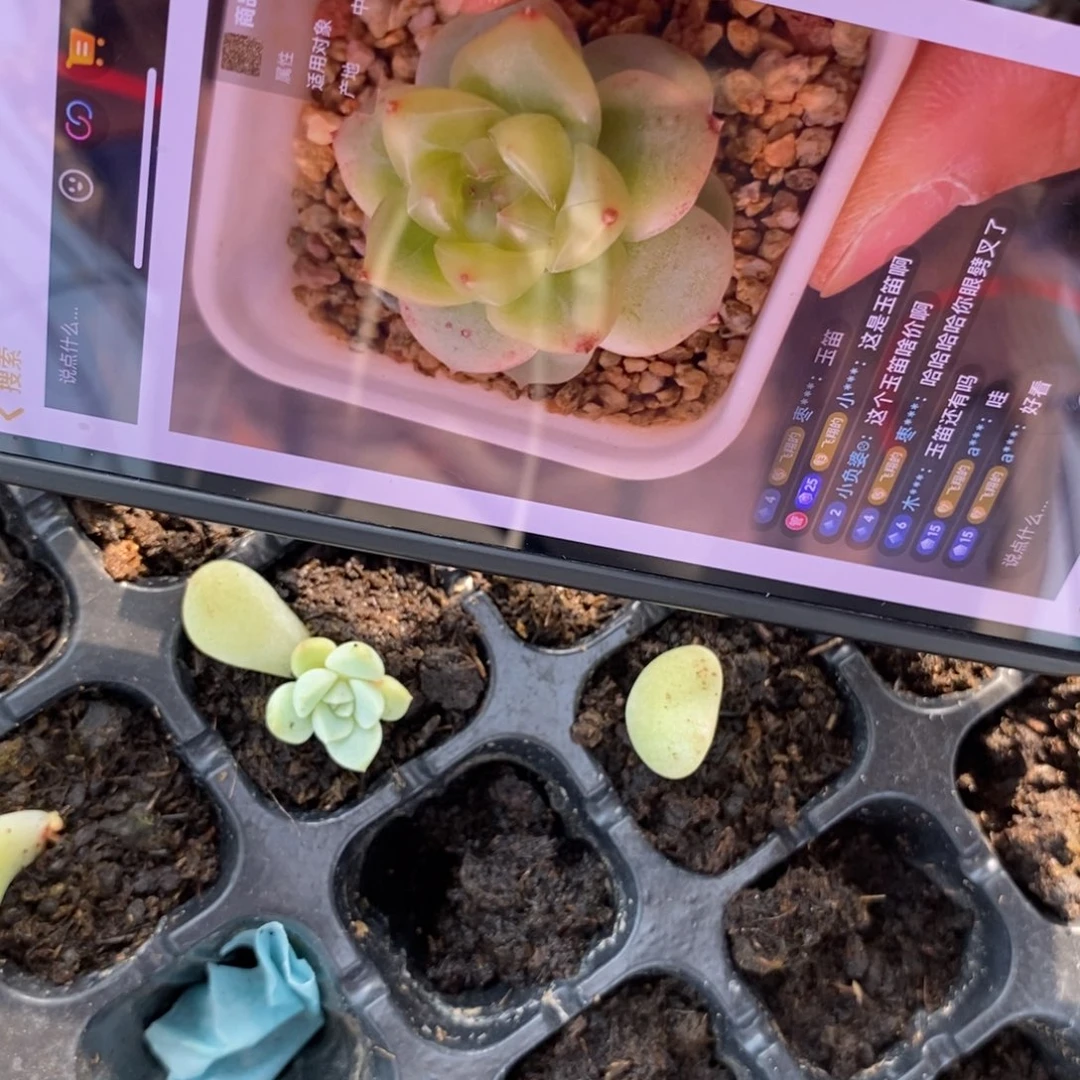 穴盘芭比叶片带芽一个多肉