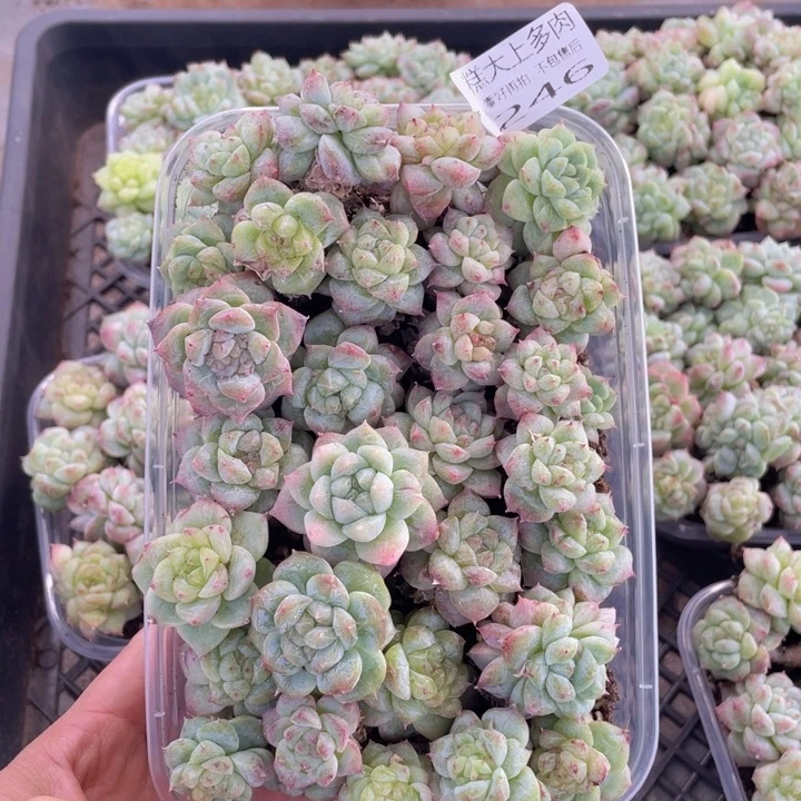 糕大上多肉植物246