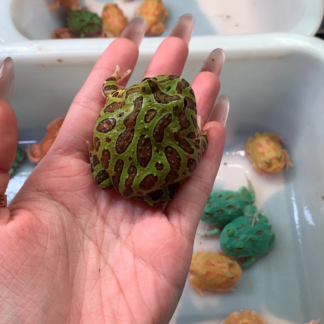 角蛙特价特价瑕疵钟角