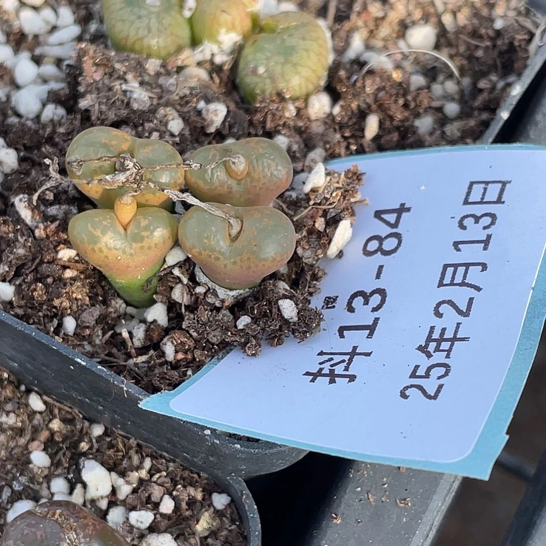 山*13-84肉锥多肉植物