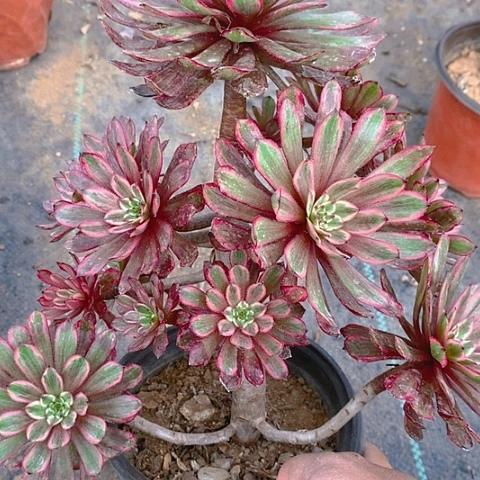 920紫霞仙子多肉植物