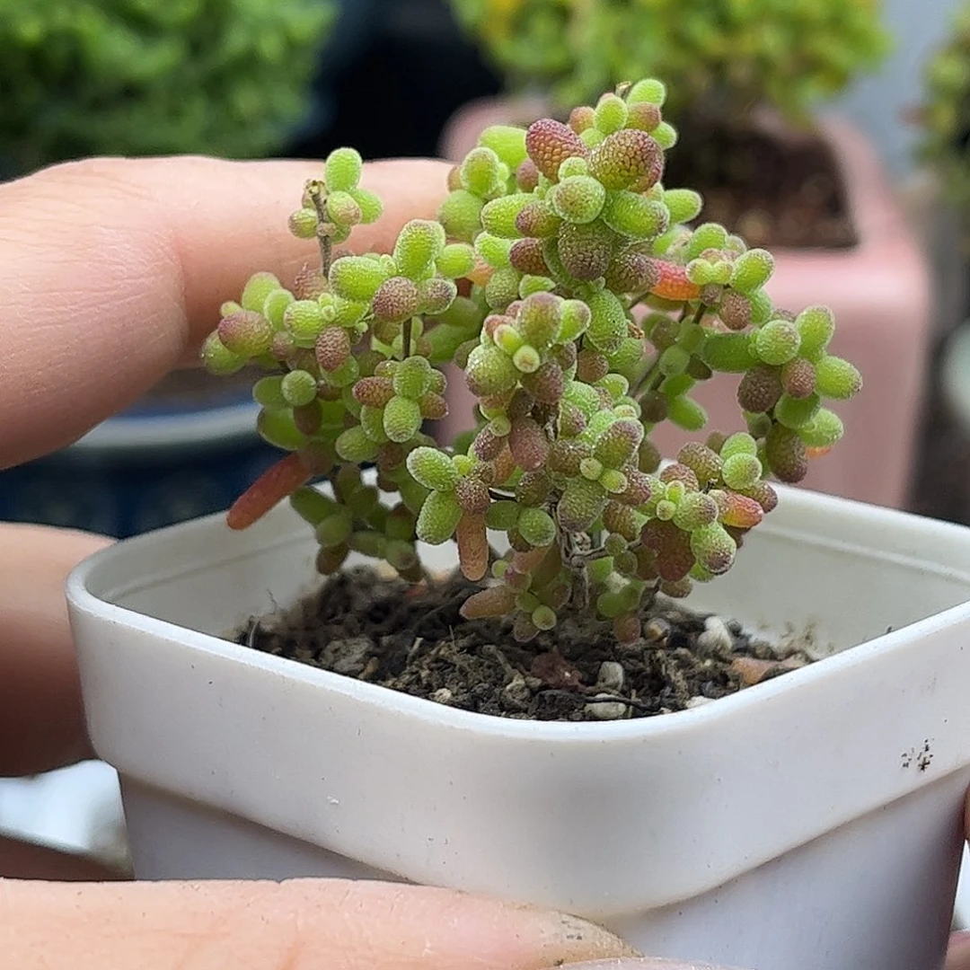 43蜜桔糖球优选枝干番杏