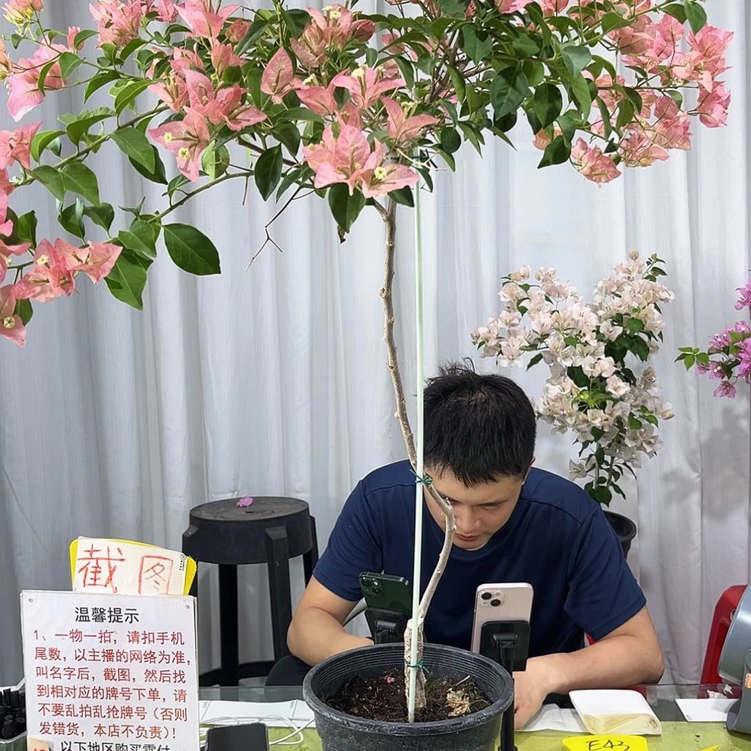 当前无花栽培后可以开花用****0卡亚塔K58