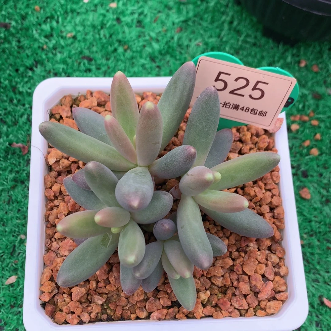 烟花无砍一物一拍525