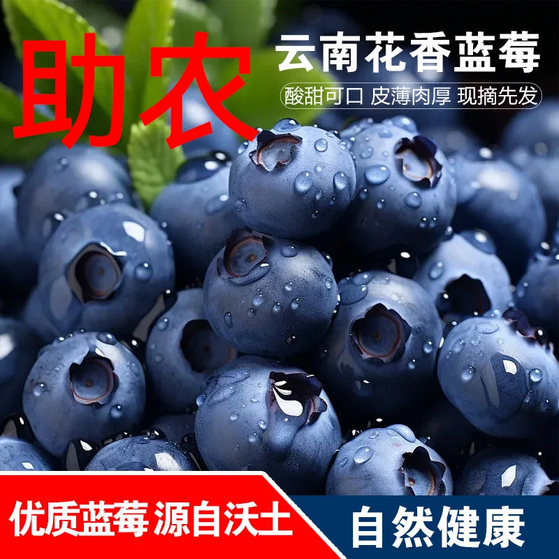 【蕊蕊】【京东空运到手8盒】正宗云南花香蓝莓爆汁新鲜采摘水果