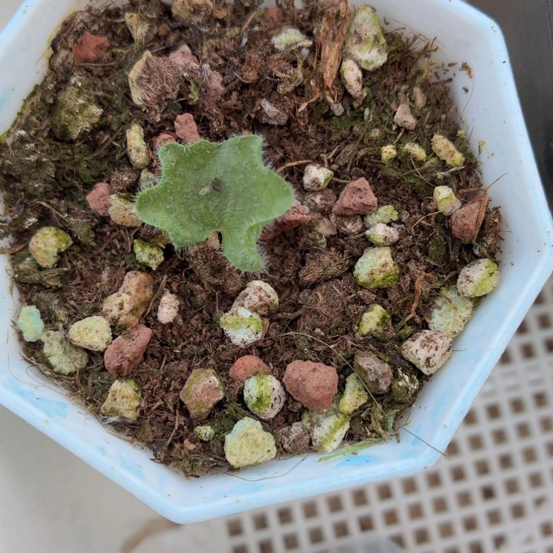 b***a雾冰玉多肉9.9包邮发货