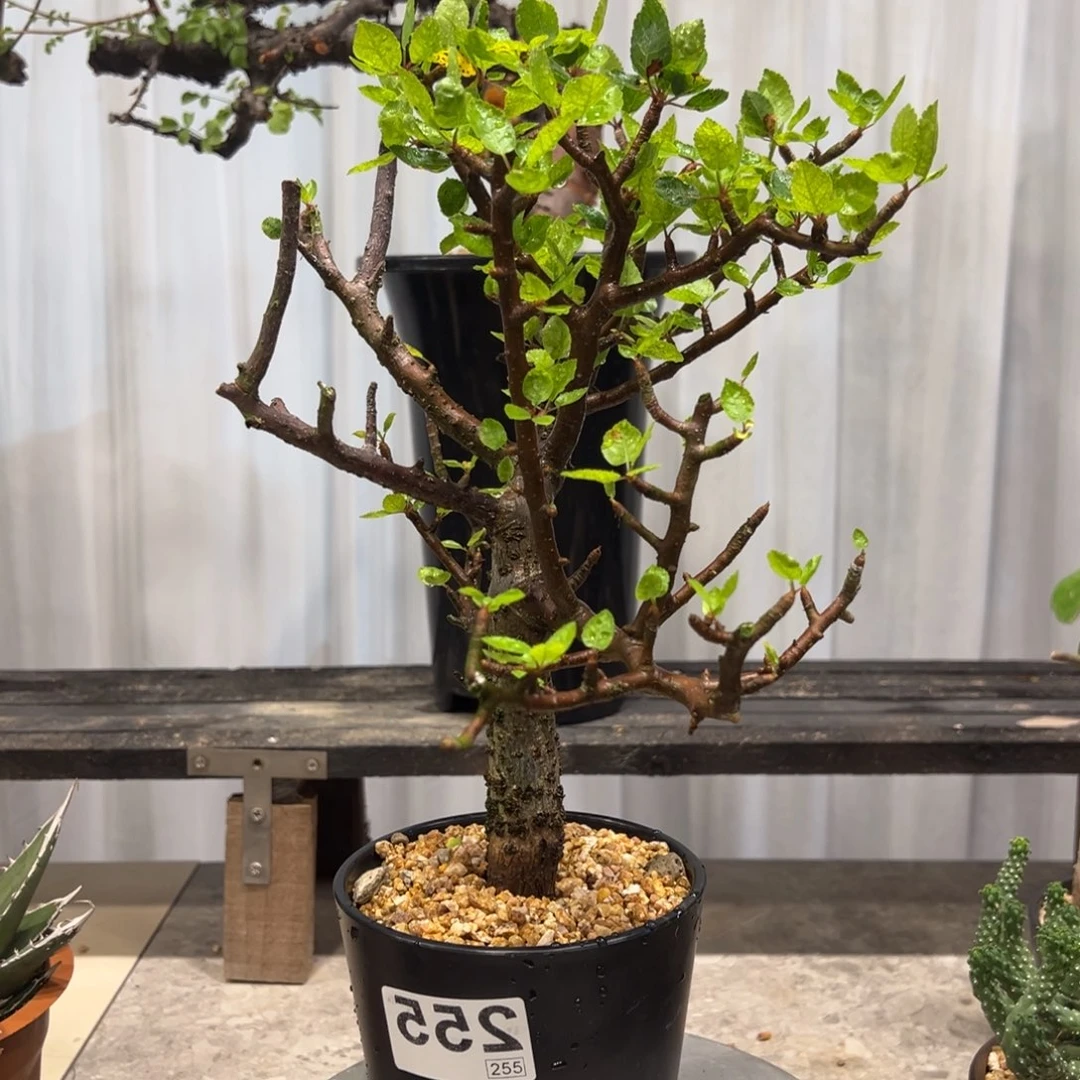 我***着255阿皮那特列榄脱土发货