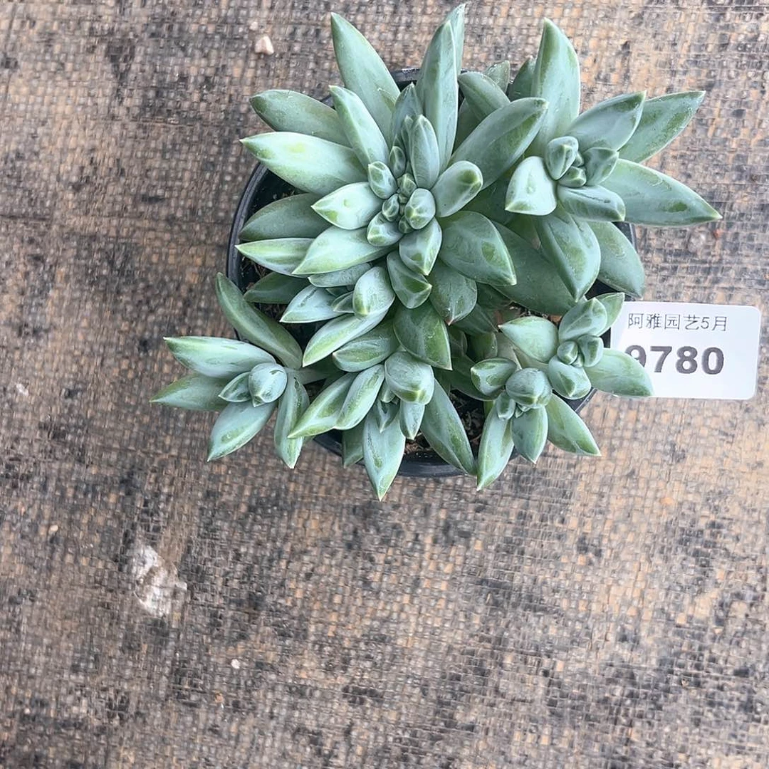 阿雅园艺。    9780三色美人缀