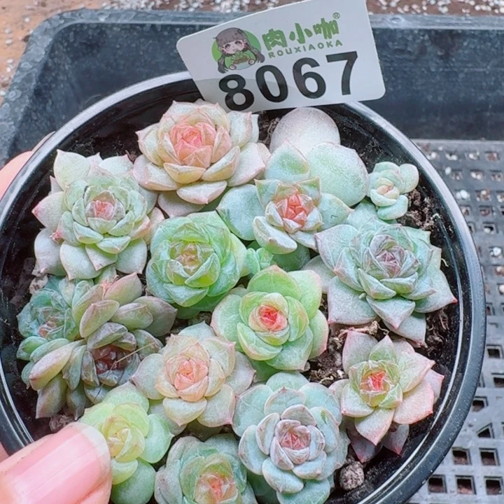 多肉植物多肉植物