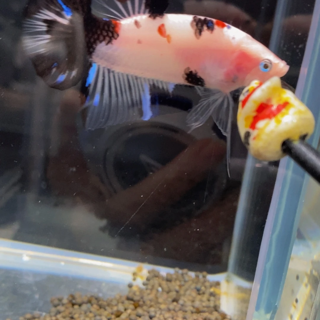 斗鱼364巨斗1111巨