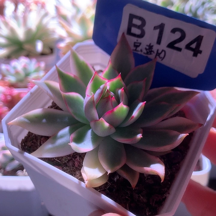 宝莲灯覆轮锦有根