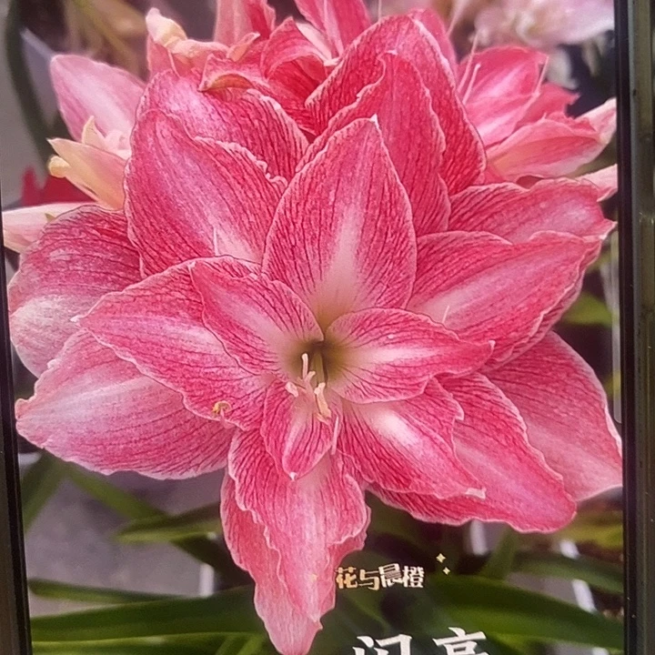 闪亮5厘米朱顶红，