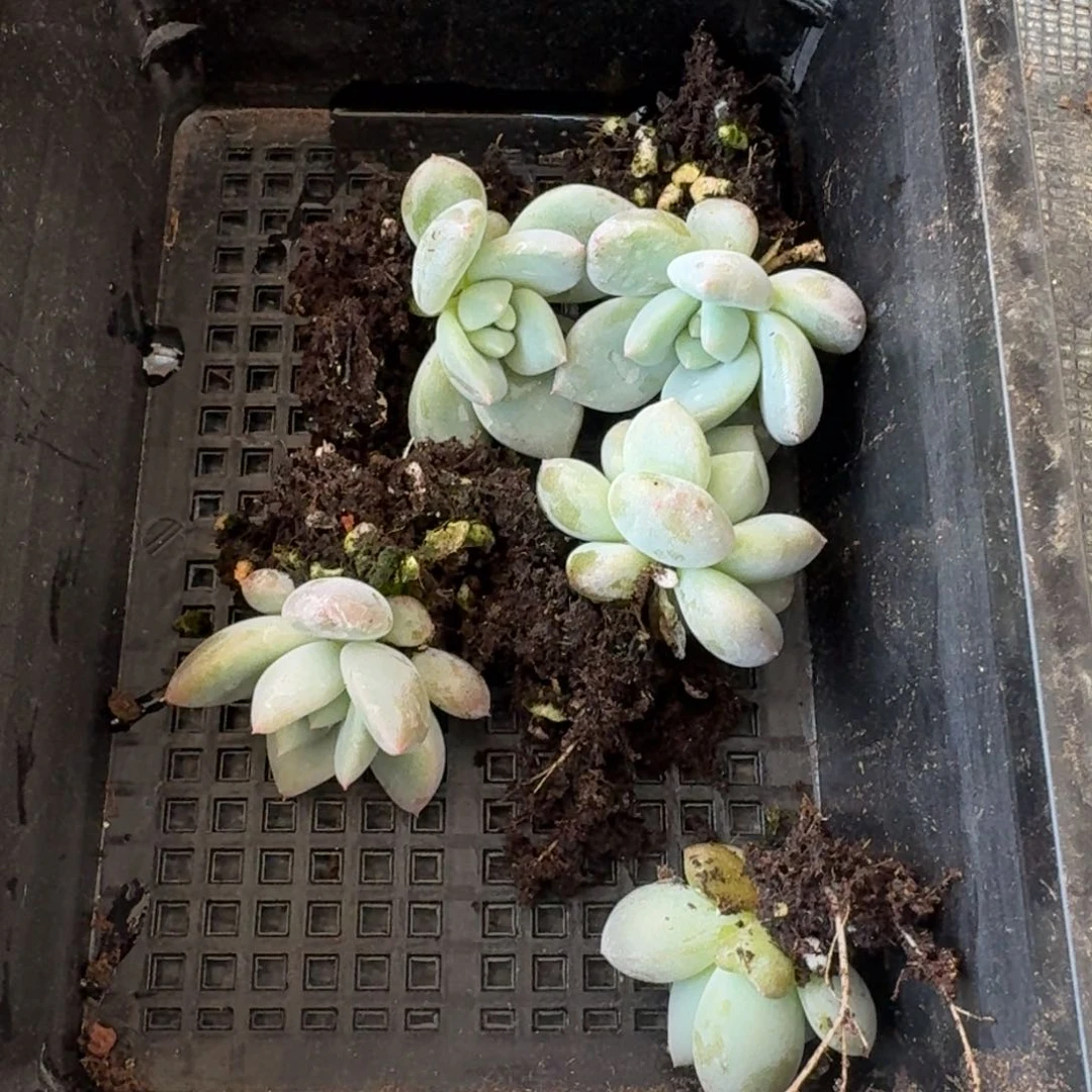 七棵红尖美人量拍19-28