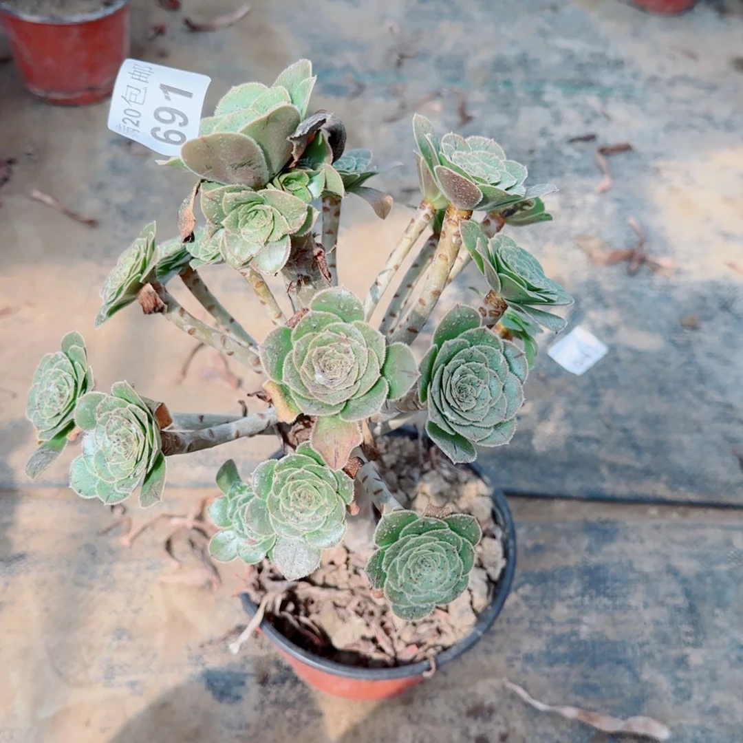 绿豆691满20包邮断枝不包