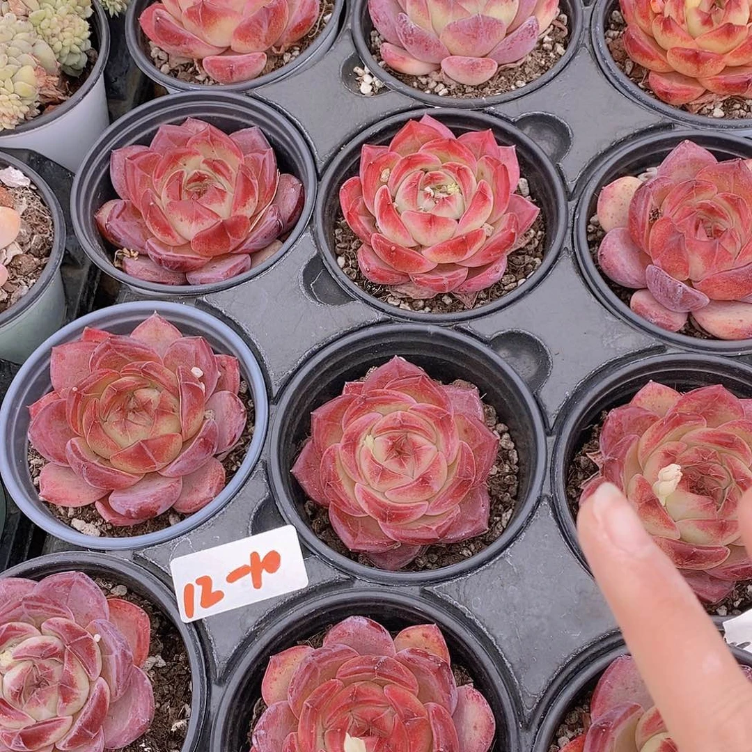 12-10夜魔侠福利一颗量拍