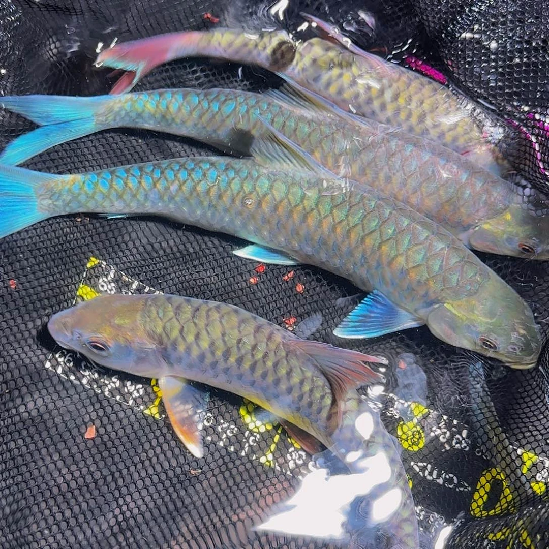 吉罗鱼异口异口国结国结