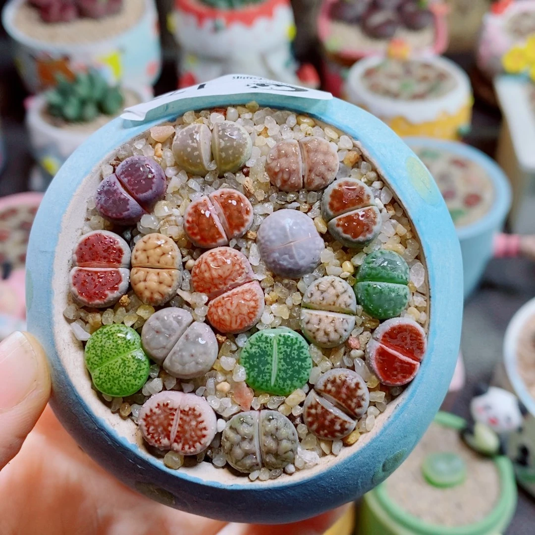 生石花花花花花花花175