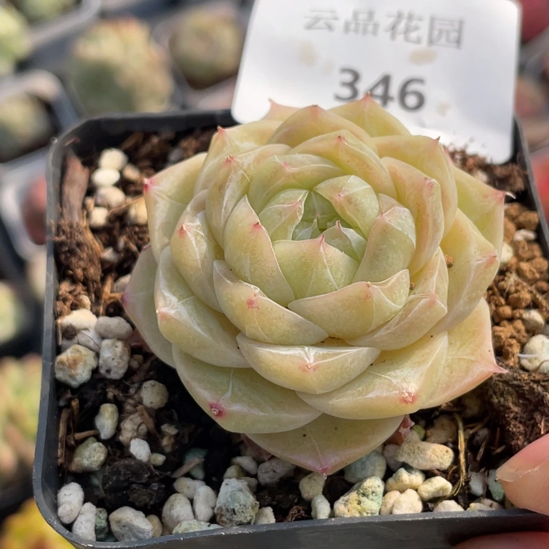 346号糖心冰心珍妮 夏末