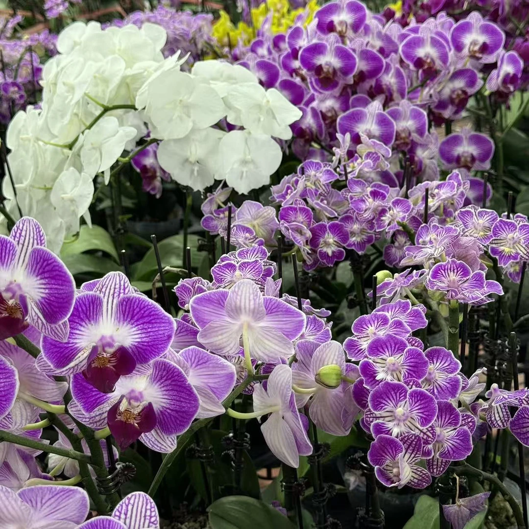 蝴蝶兰【盲盒开花株福利 微瑕介意勿拍】不分品种随机发货