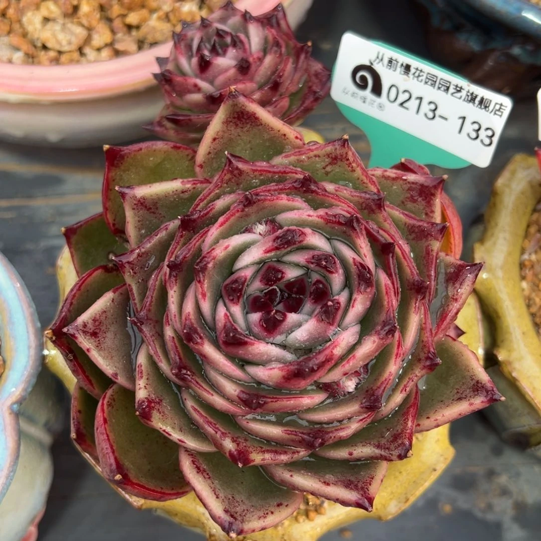 从前慢多肉精选编号0213.133