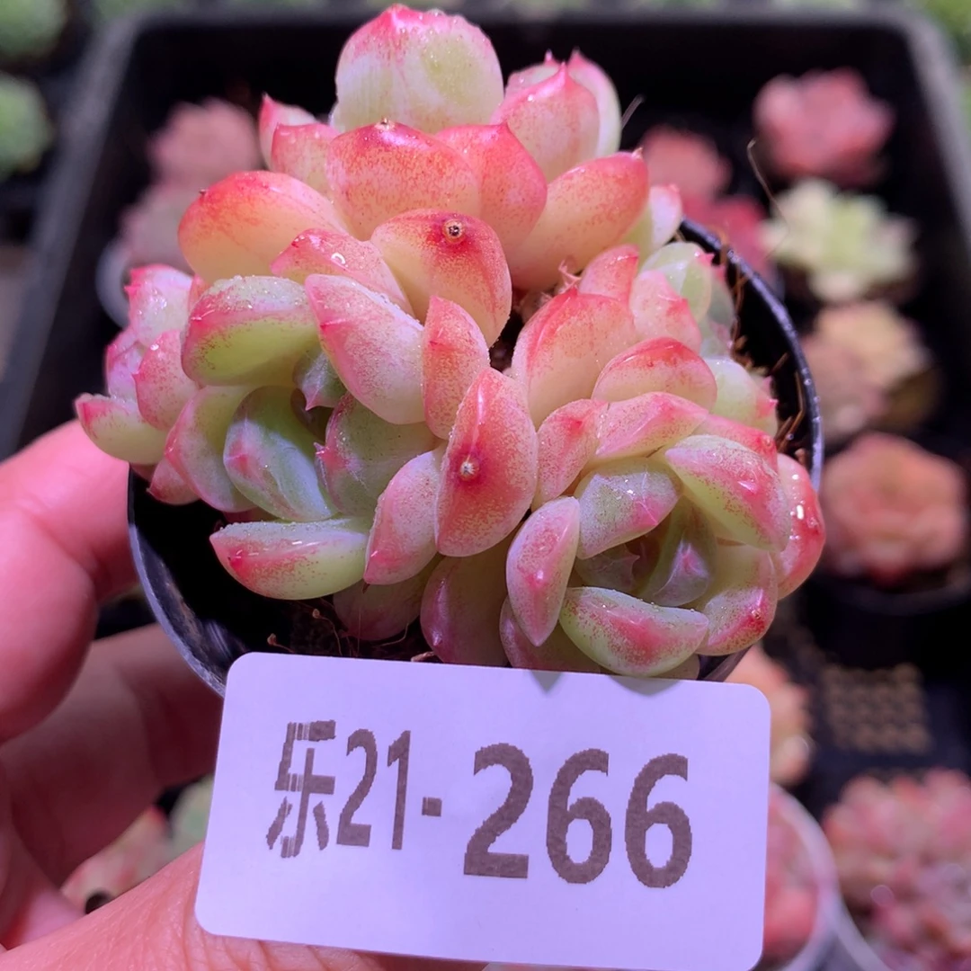乐然21-266 珍妮新品群