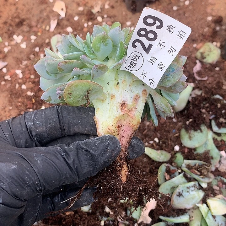 萃***园白凤缀化  瑕疵 有撸叶子的伤