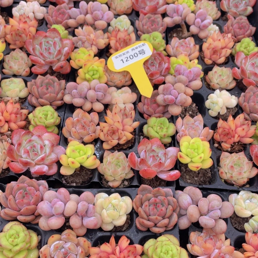 1200号 七彩小可爱组合9个