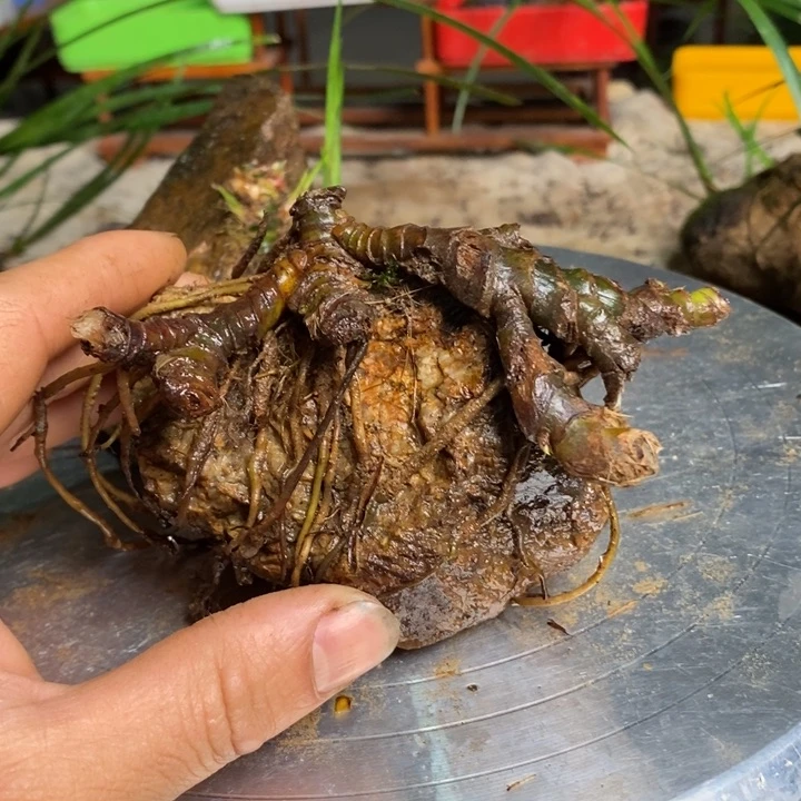 刘*伯菖蒲这就是为什么不在