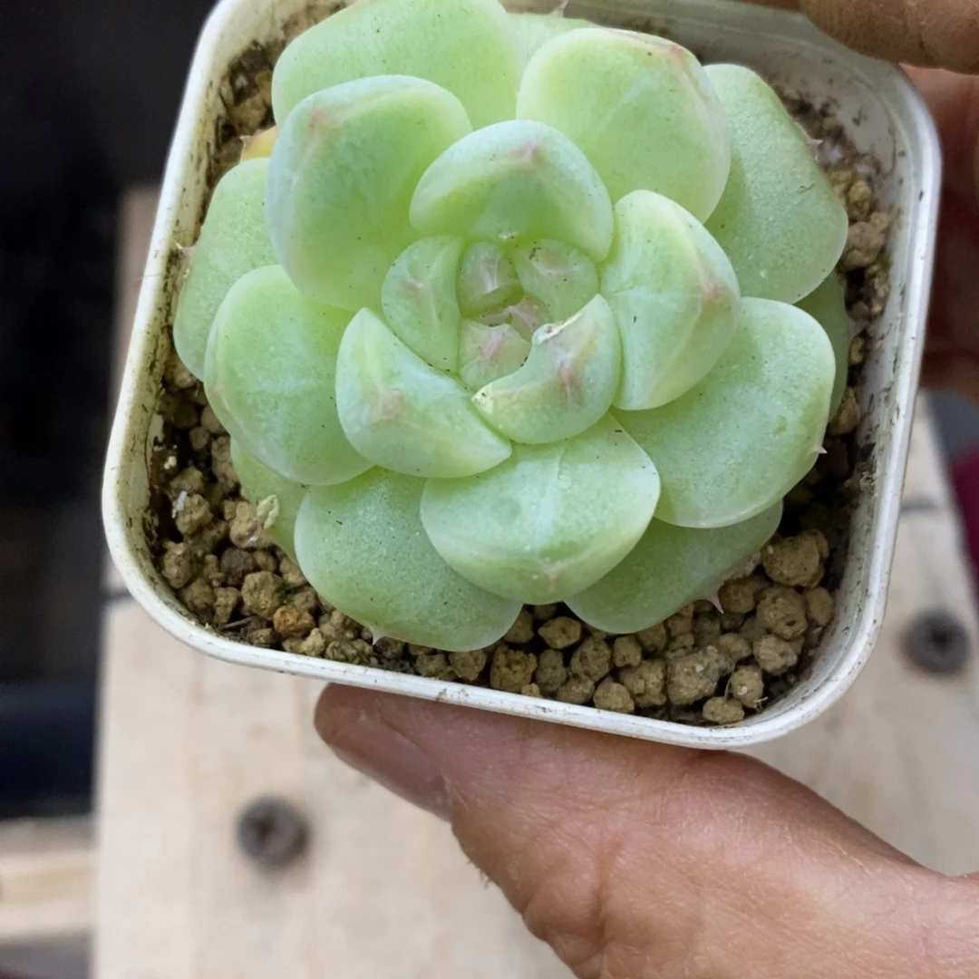 精品多肉一物一拍不包整63