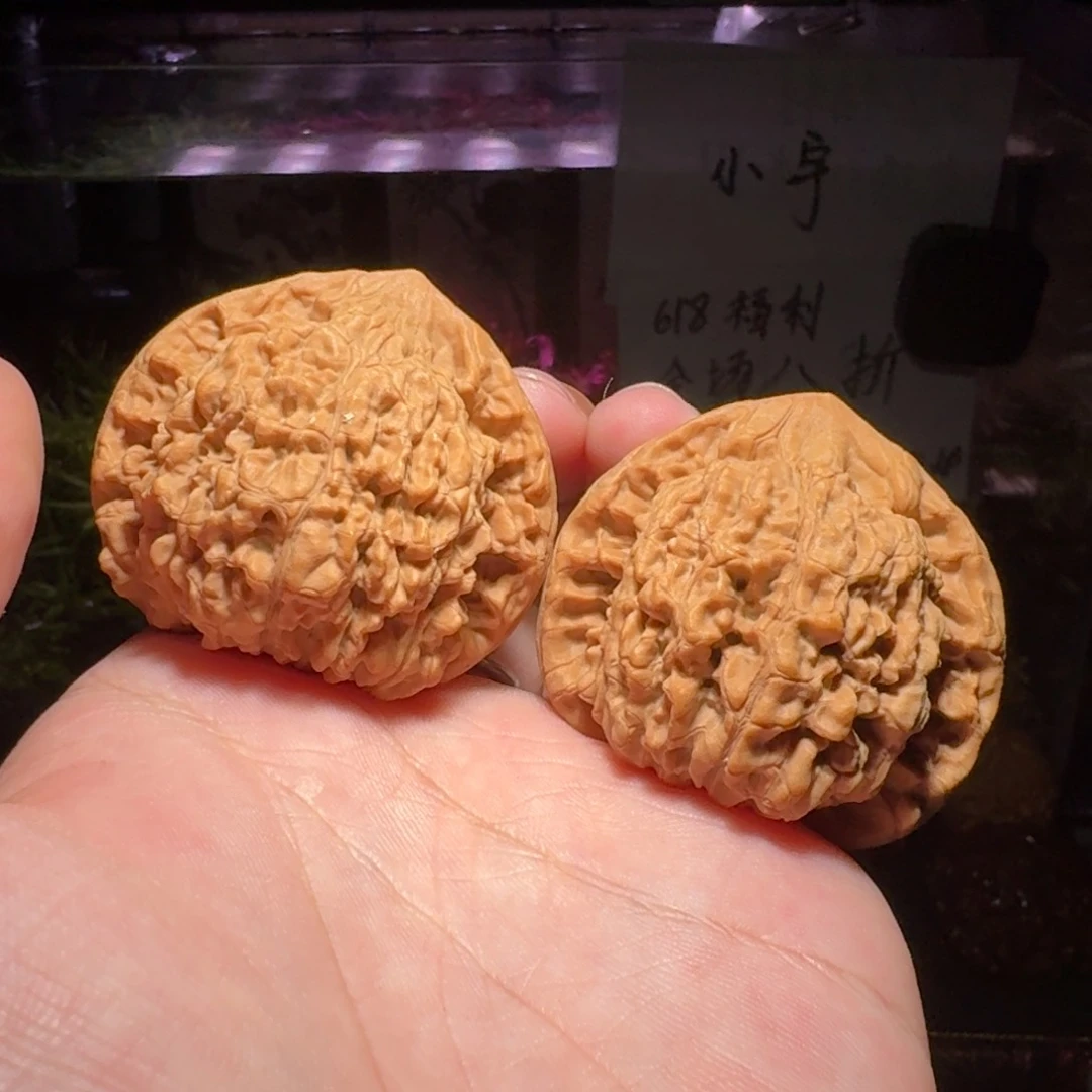 028号麒麟纹官帽新手福利对文玩核桃