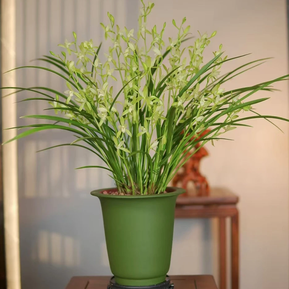 建兰铭品【仙山翠荷】带多花苞兰花 宜兴民国绿 泥紫砂盆