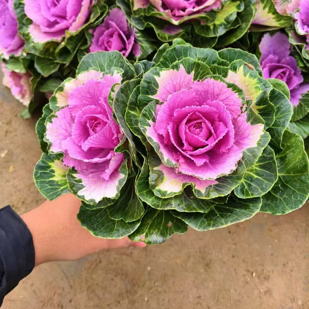 【玫瑰甘蓝双头老桩鲁西露】羽衣甘蓝耐寒耐热易可庭院阳台花草绿植