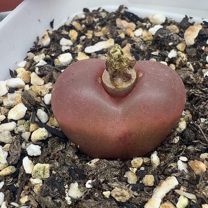 老马生石花2.4吕红403
