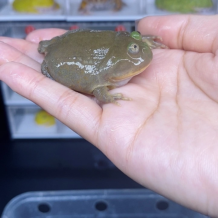 特价秒杀活动蛙蛙