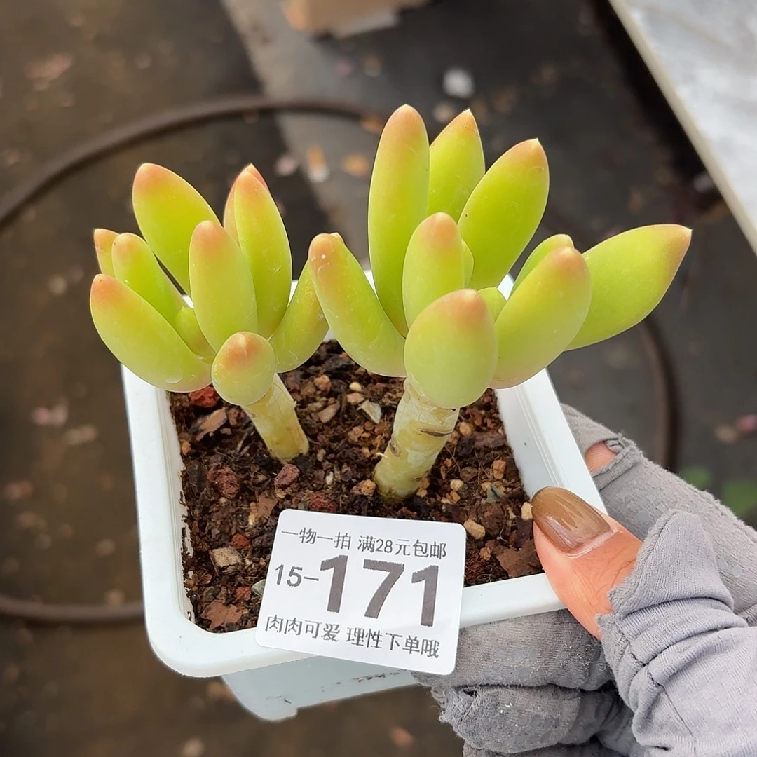 金蝉无盆土发货无盆