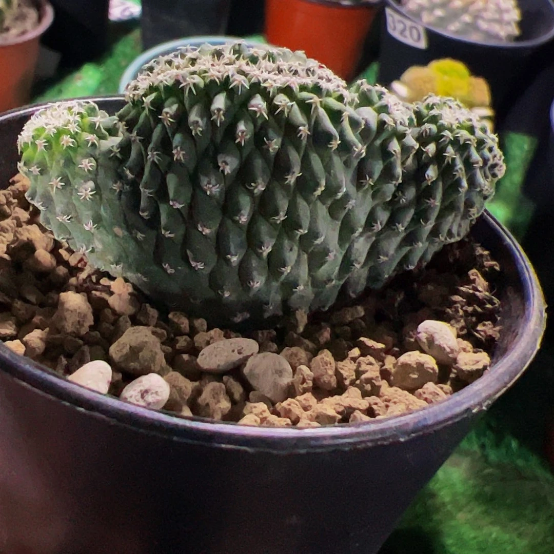 无花朵实生苦水缀化718