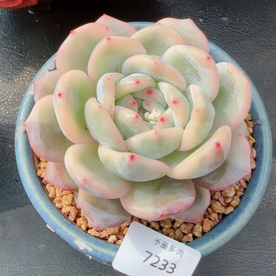 橙子锦，7233多肉植物