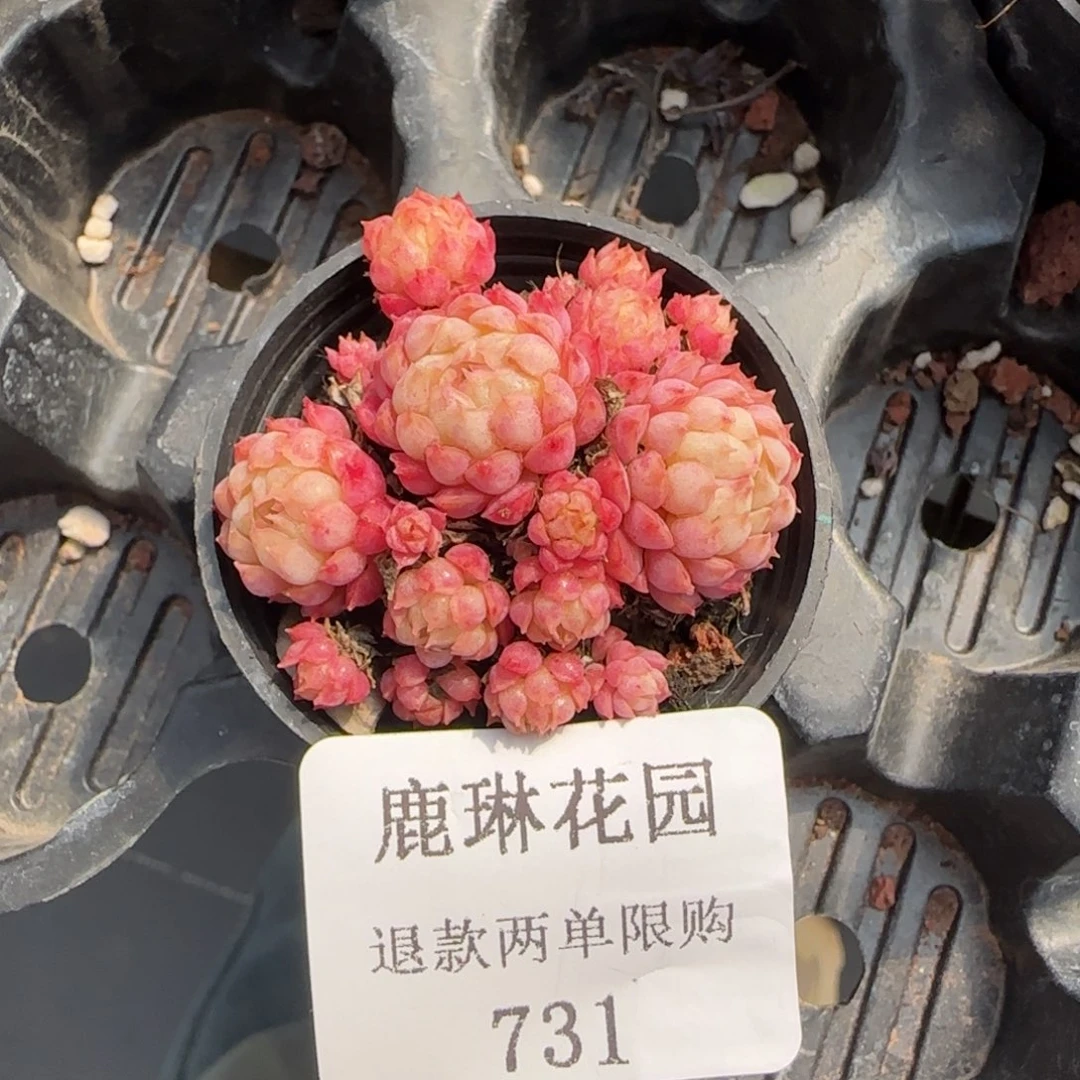 多肉很小看清楚下单拒绝非品质售后731