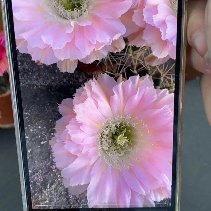 香香318号侧芽3公分左右