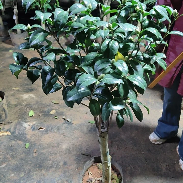 全部花苞卷牛不包邮