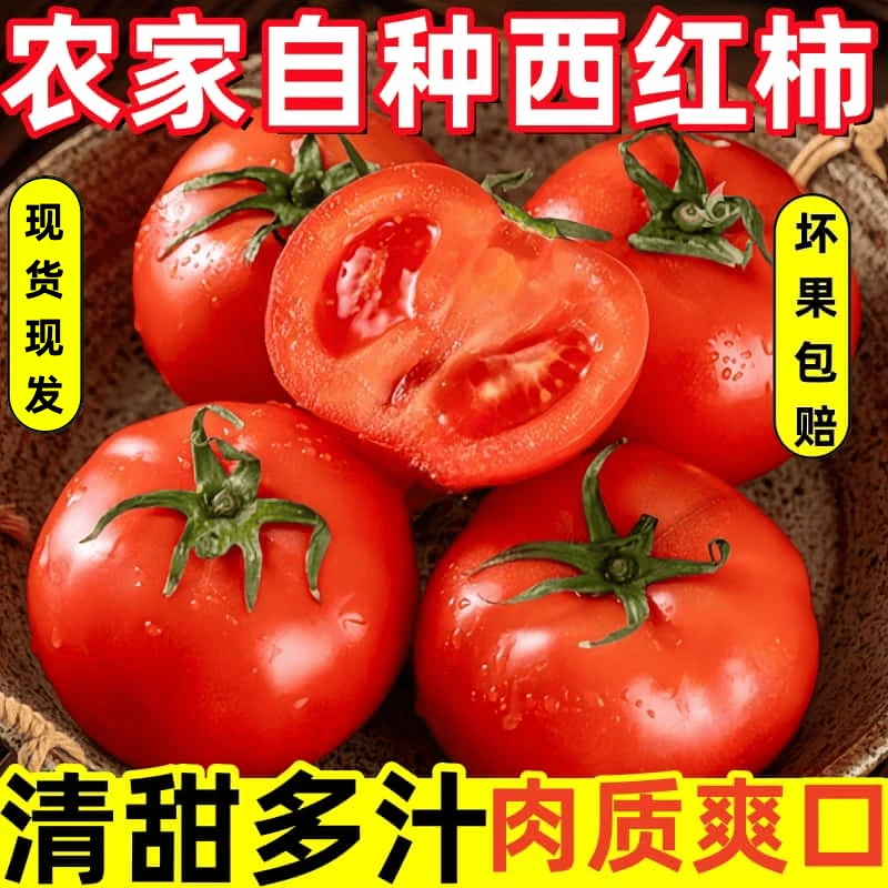 攀枝花露天西红柿纯天然自然熟沙瓤番茄粉红番茄可生吃5斤包邮