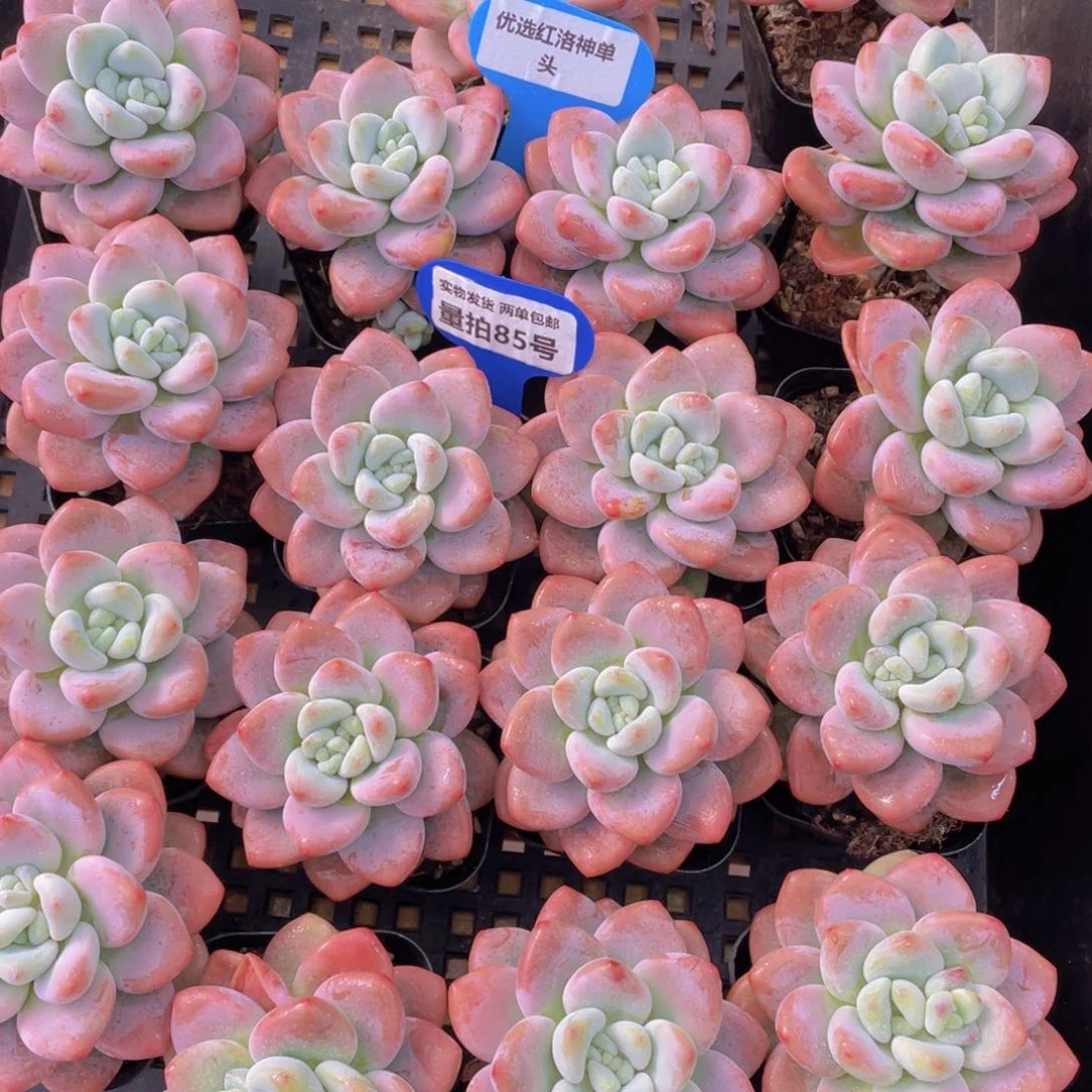 量拍85号 优选红洛神单头一个