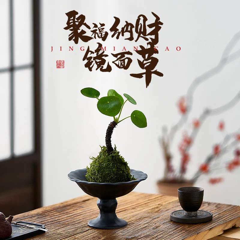 镜面草苔藓球水培植物室内客厅茶桌面中式禅意摆件微景观绿植好养