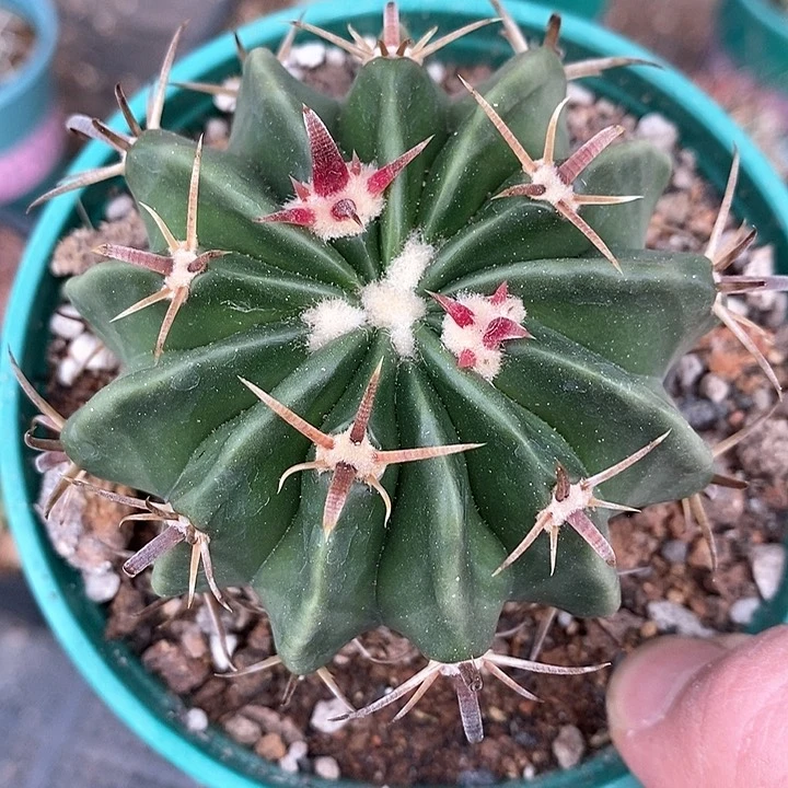 孤品实生短豪刺潜力王凌波6.8cm