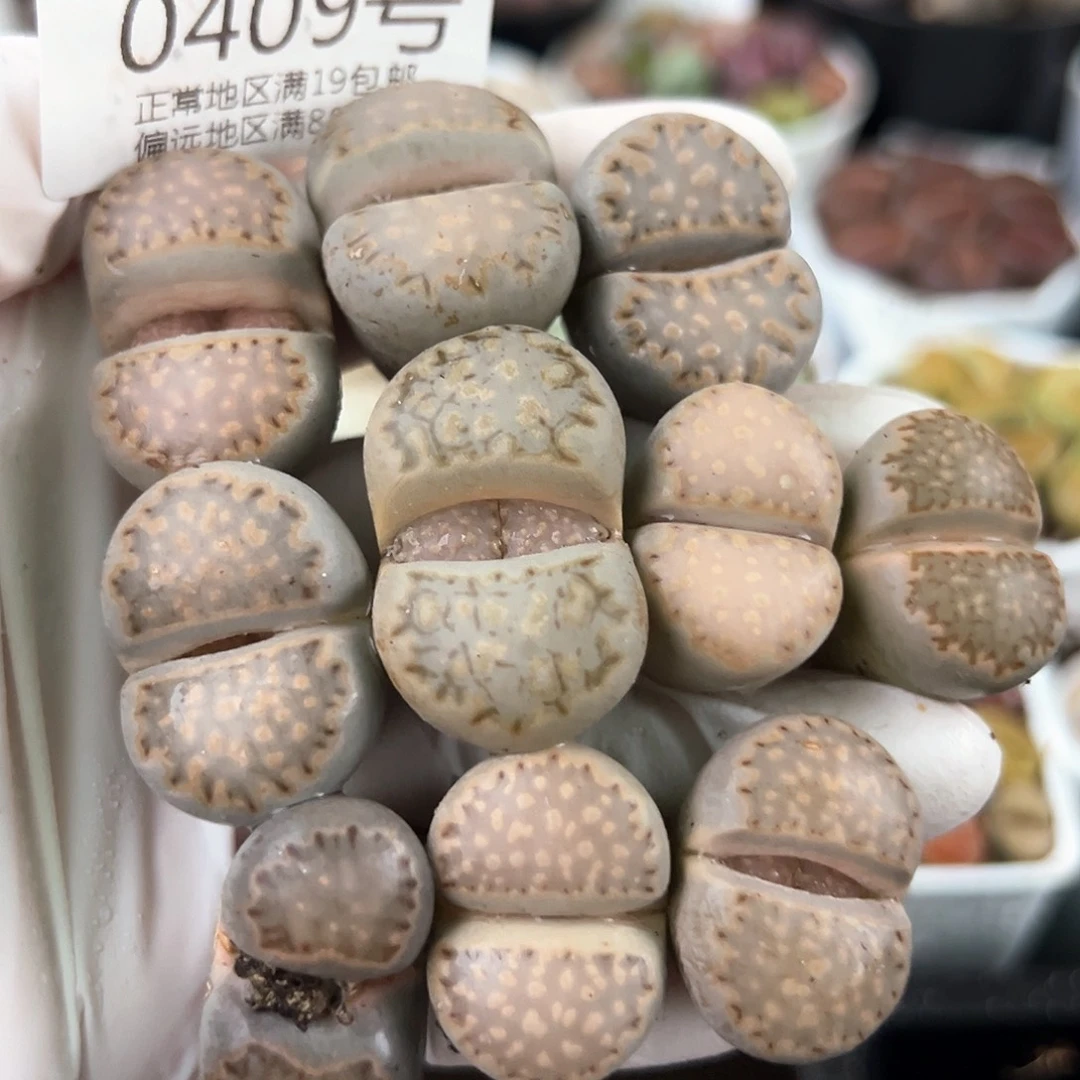 0409四年大饼干10颗2.2-3.2cm