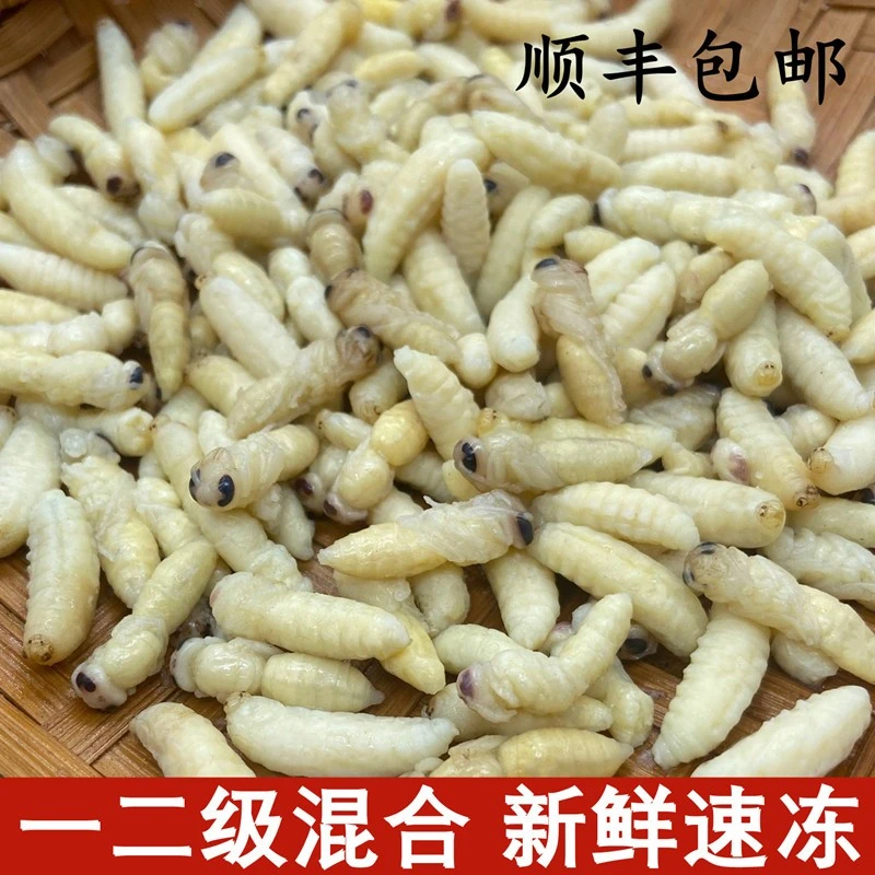 云南产一二级混合蜂野生新鲜马蜂树蜂幼蜂鲜冻可油炸煲粥顺丰包邮