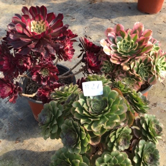 法师多肉植物春*法师827