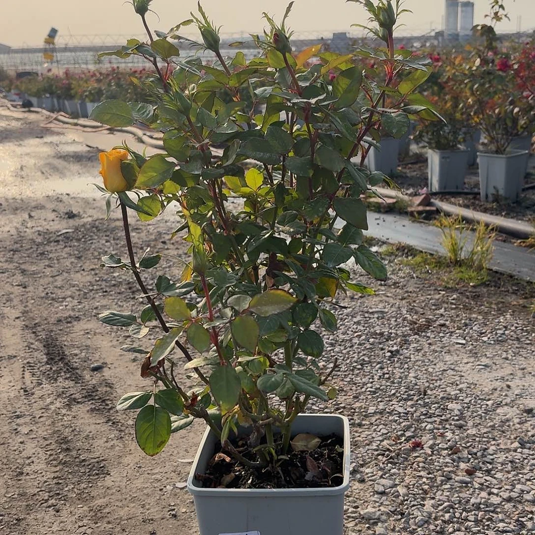 当前无花朵，栽培后可花朵754